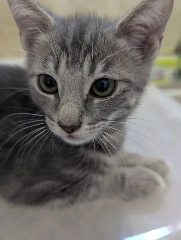 A baby medium-sized female Domestic Short Hair cat named Laguna for adoption in Bonsall, CA