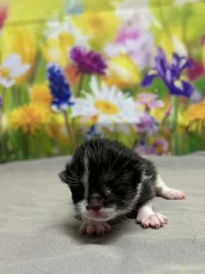 A baby small-sized female Domestic Short Hair cat named Hiro for adoption in San Antonio, TX