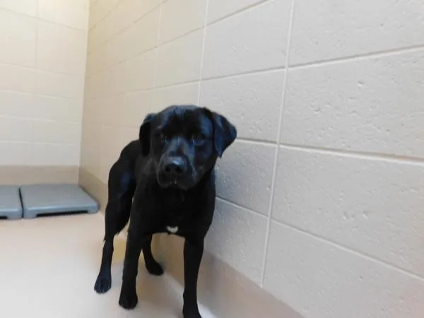 Pen  Daffy thumbnail 2