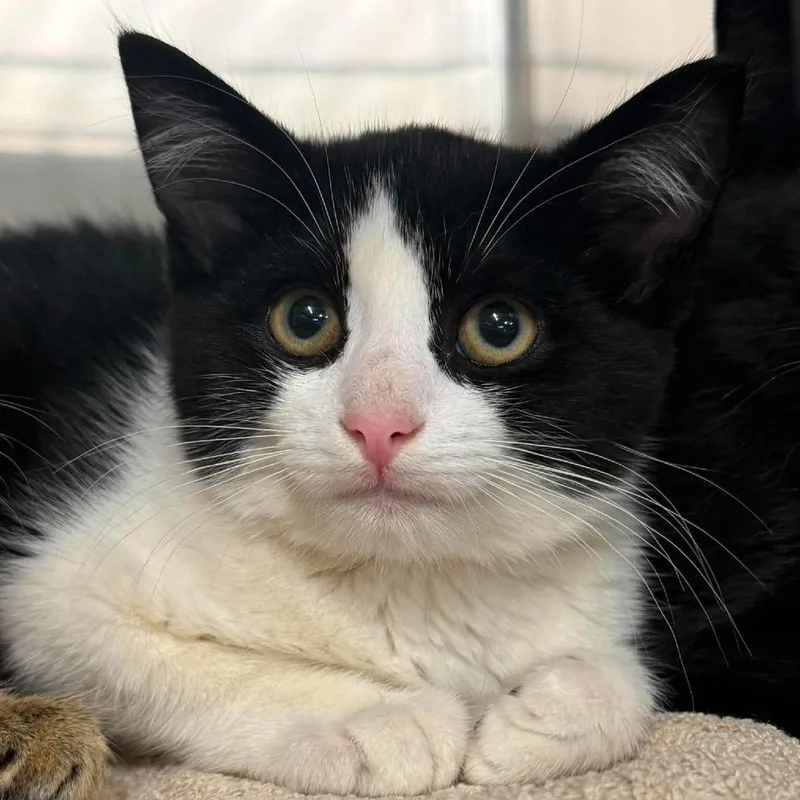 A baby small-sized female Black Domestic Short Hair cat named Orla for adoption in Harrisville, WV