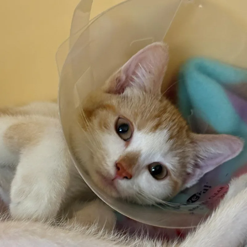 A baby small-sized female Orange / Red Domestic Short Hair cat named Omelette for adoption in East Hanover, NJ