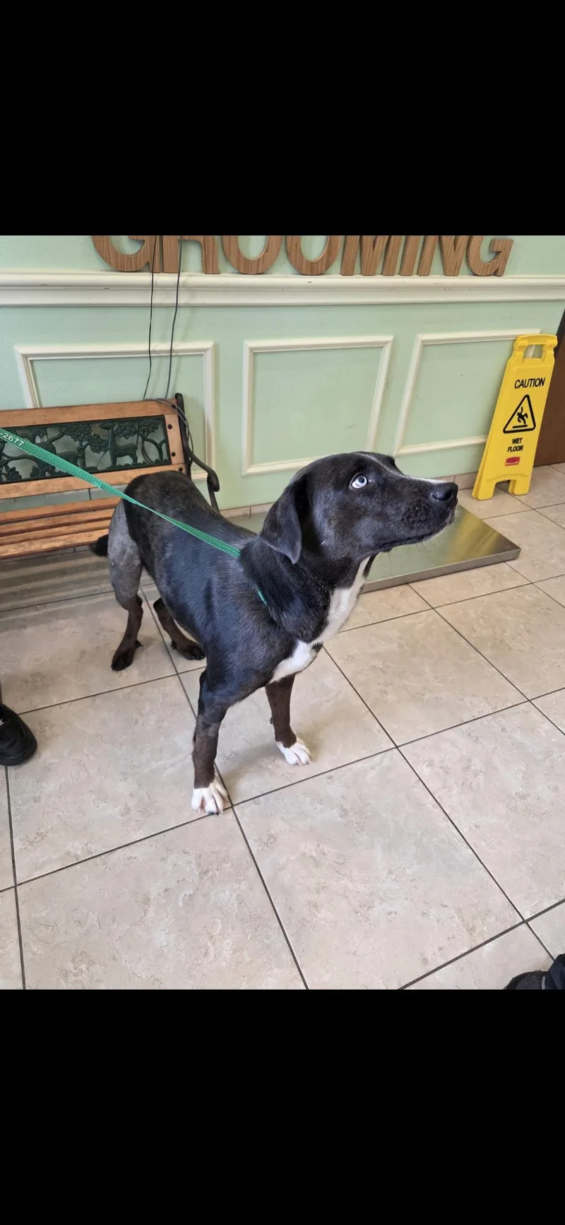 An adult medium-sized female Catahoula Leopard Dog dog named Evvy for adoption in Plano, TX
