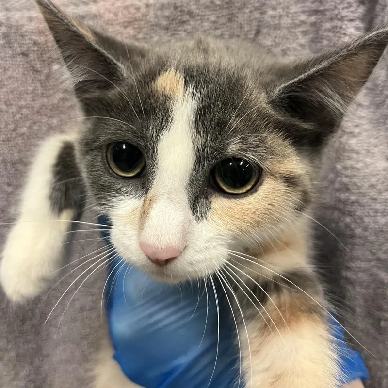 A baby small-sized female Calico Domestic Short Hair cat named Waffles for adoption in Troy, VA