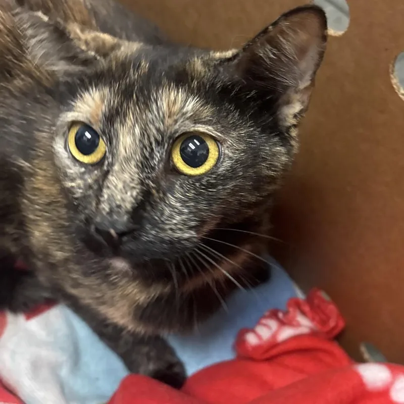 An adult medium-sized female Tortoiseshell Domestic Short Hair cat named Mystic for adoption in Jacksonville, FL