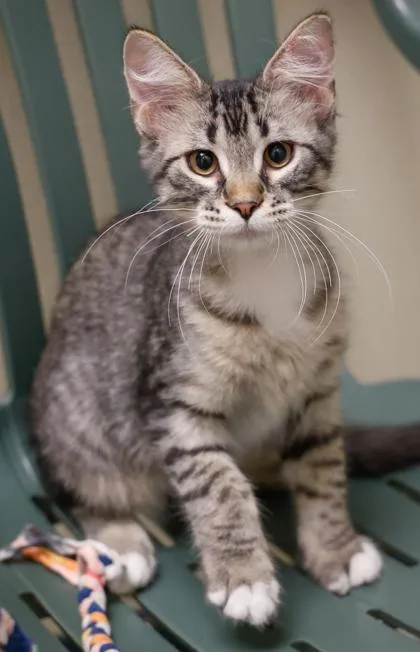 A baby small-sized male Domestic Medium Hair cat named Goblin for adoption in Baraboo, WI
