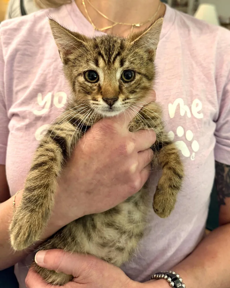 A young medium-sized male Domestic Short Hair cat named Rayon for adoption in Camden, SC