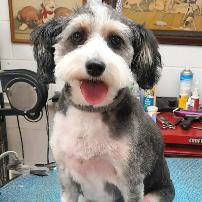 An adult small-sized female Gray / Blue / Silver Mixed Breed dog named Marigold for adoption in Olathe, KS