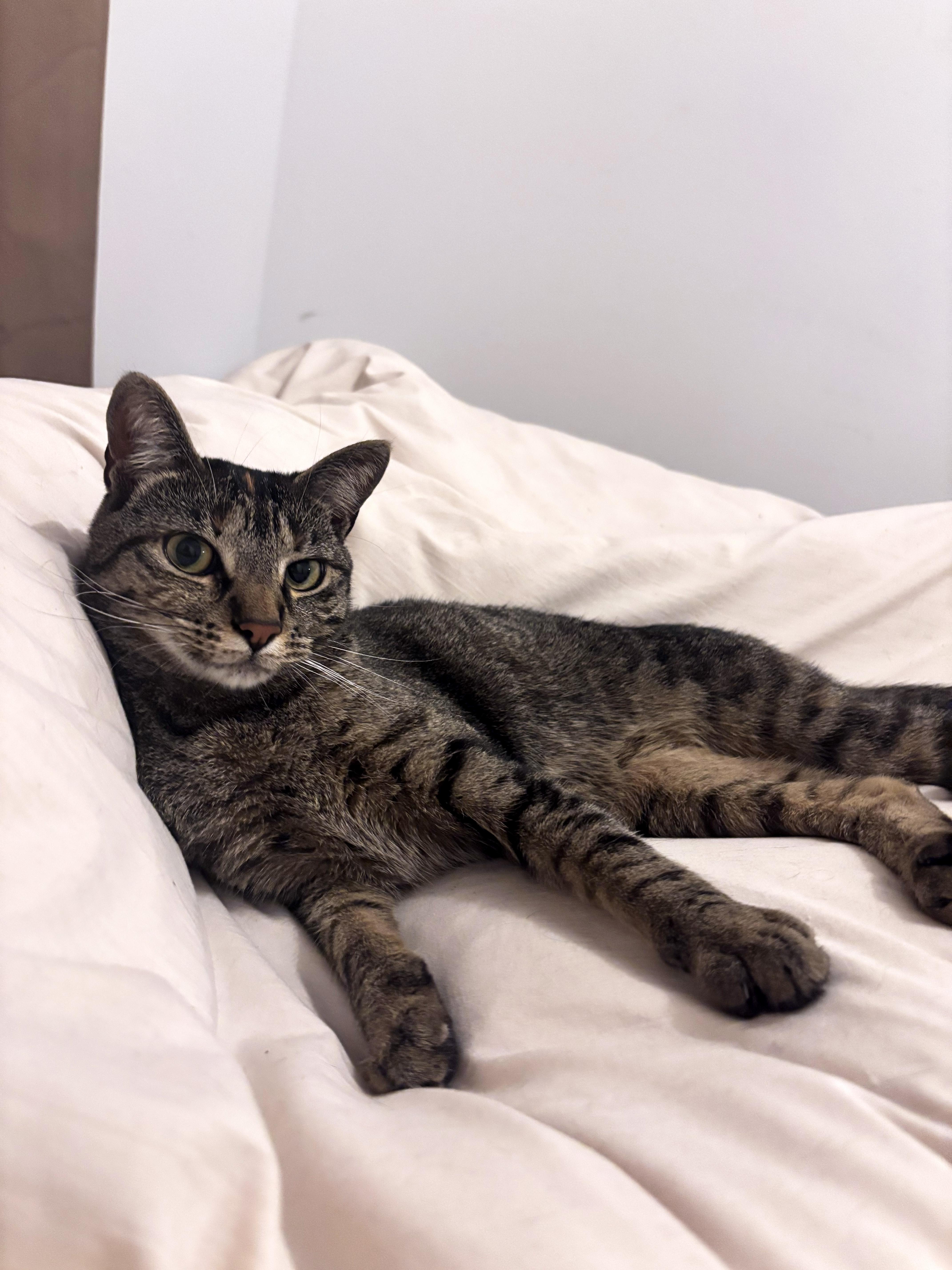 A young medium-sized female Tabby (Brown / Chocolate) Domestic Short Hair cat named Beth for adoption in Brooklyn, NY
