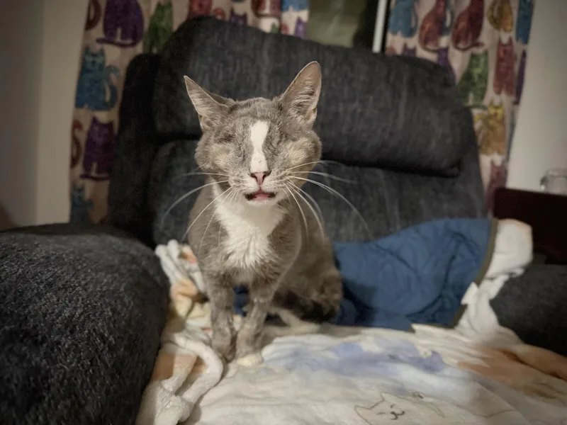 An adult medium-sized female Gray & White Domestic Short Hair cat named Koala for adoption in Manchester, MD