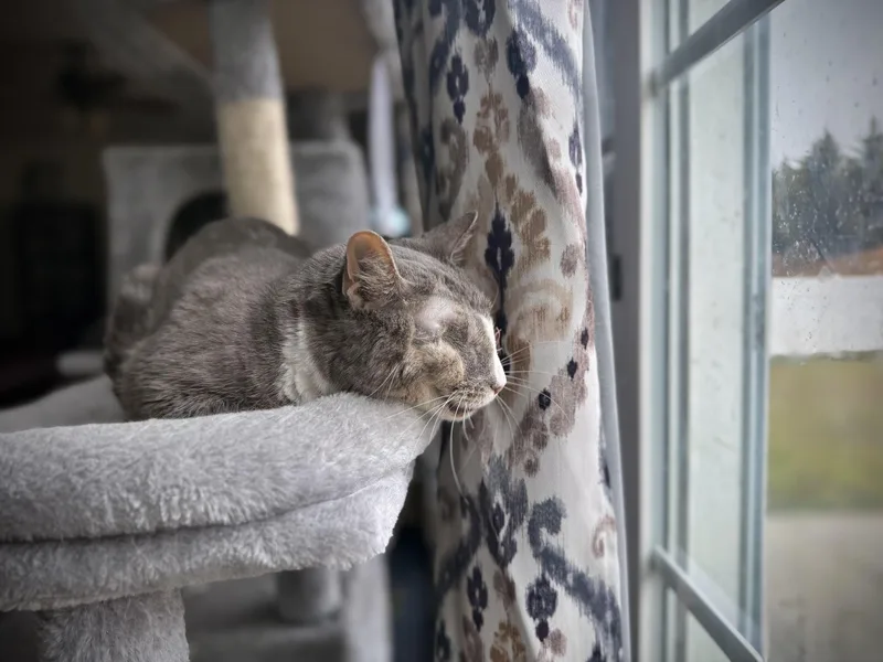 Koala thumbnail 2