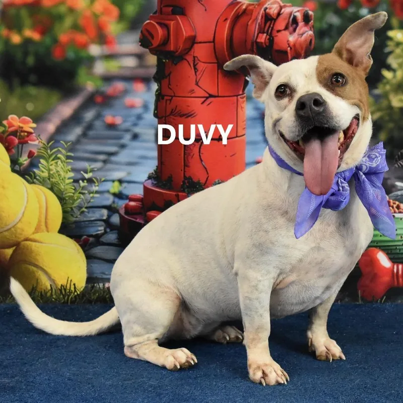 An adult medium-sized female White / Cream Mixed Breed dog named Duvy for adoption in San Francisco, CA