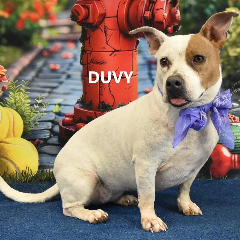 Duvy thumbnail 3