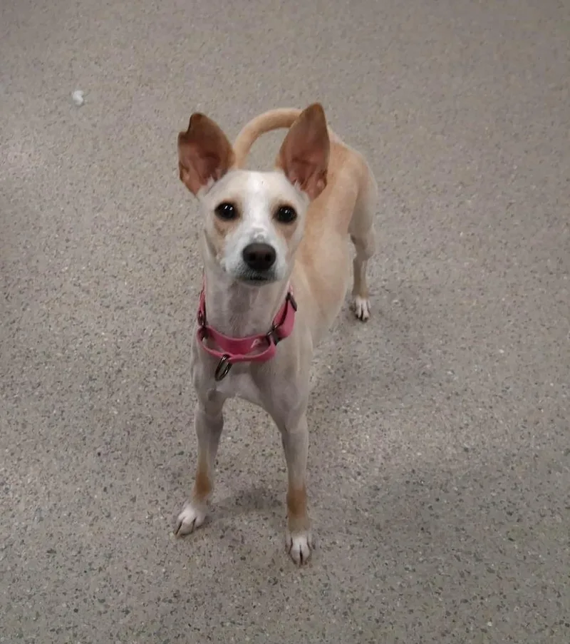 A young medium-sized female White / Cream Mixed Breed dog named Sunflower for adoption in Lansing, MI