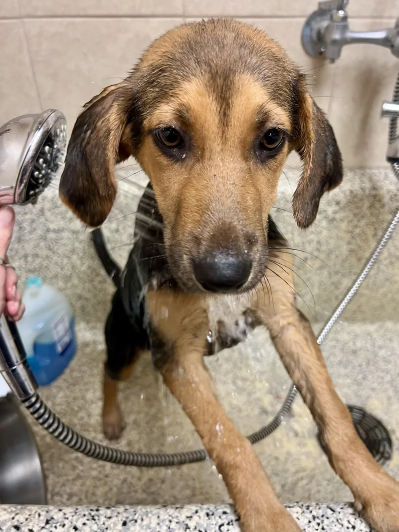 A baby large-sized female Tricolor (Brown, Black, & White) Coonhound dog named Sundae for adoption in Monroe, OH
