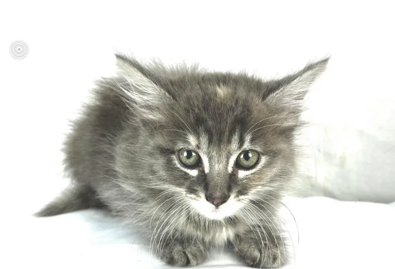A baby medium-sized female Tabby (Gray / Blue / Silver) Domestic Long Hair cat named Sterling for adoption in Gainesville, VA
