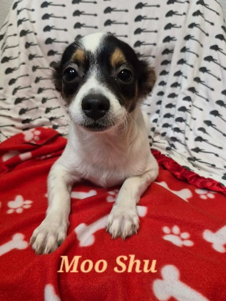 A baby small-sized male Chihuahua dog named Moo Shu for adoption in Clinton, SC
