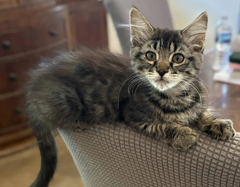 A young medium-sized female Black & White / Tuxedo Domestic Medium Hair cat named Larkin for adoption in Chandler, AZ