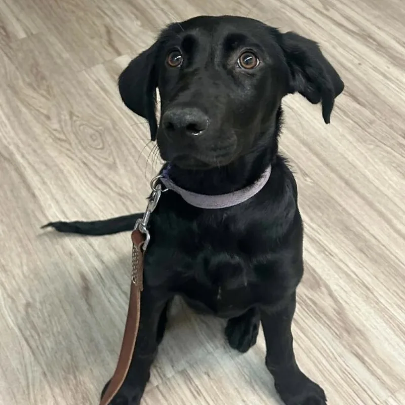A baby medium-sized female Black Labrador Retriever dog named Evangeline for adoption in Elyria, OH