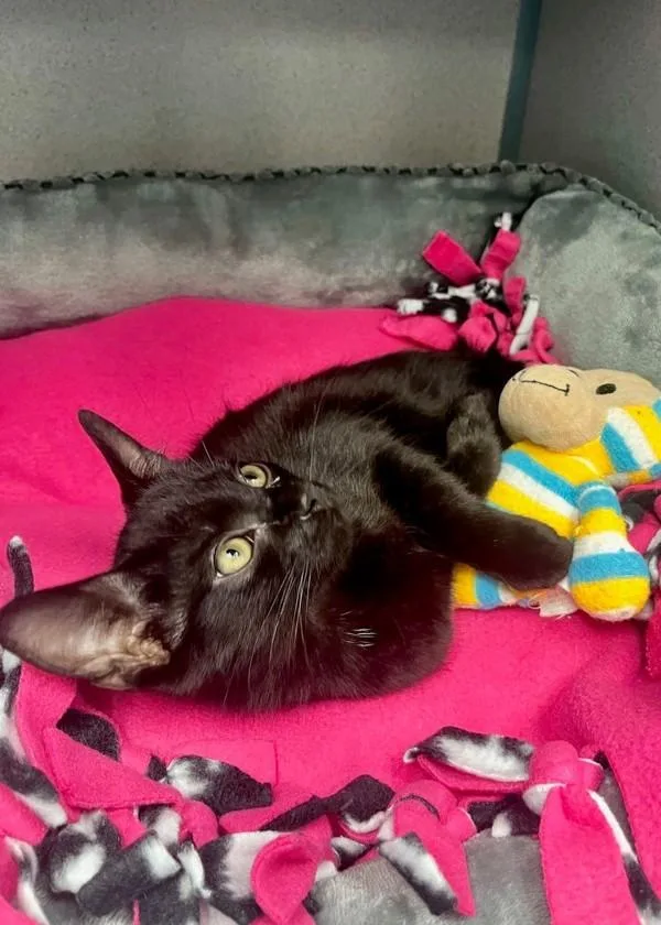A baby small-sized male Domestic Short Hair cat named Mantis for adoption in Skillman, NJ