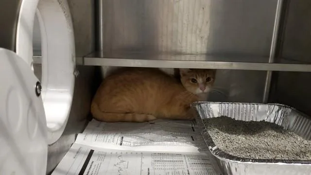 A young medium-sized female Domestic Short Hair cat named Evie for adoption in Aurora, IL