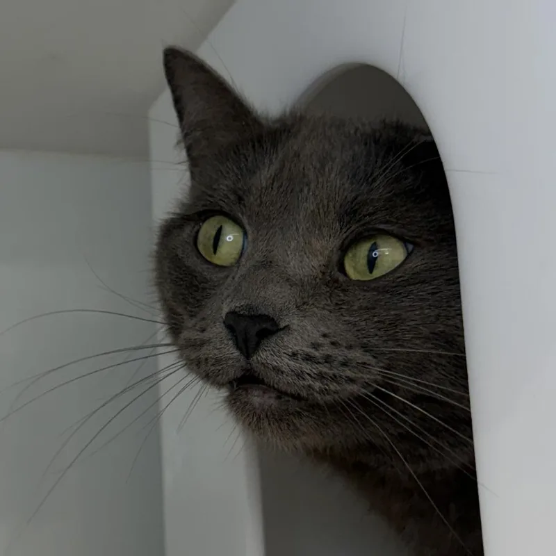 An adult medium-sized female Domestic Short Hair cat named Yin for adoption in Los Angeles, CA