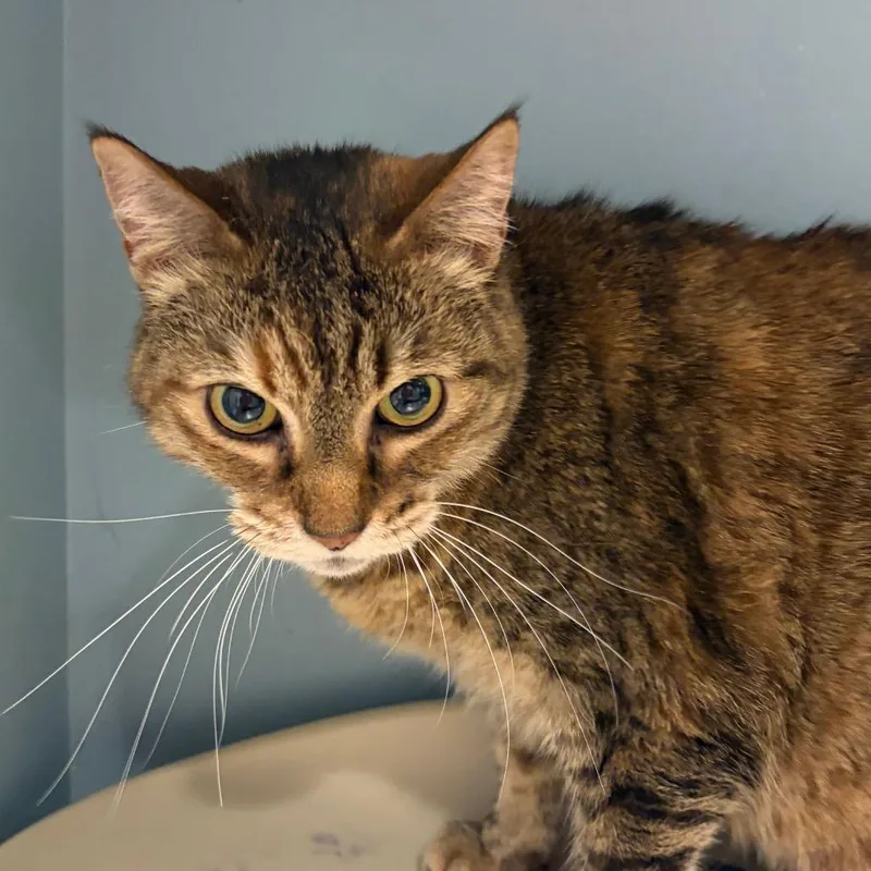 A senior large-sized female Brown / Chocolate Domestic Short Hair cat named Pumpkin Brulee for adoption in Chattanooga, TN