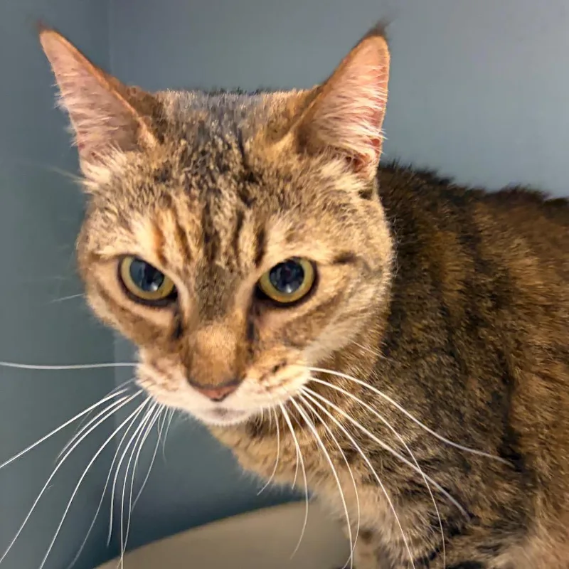 Pumpkin Brulee thumbnail 2