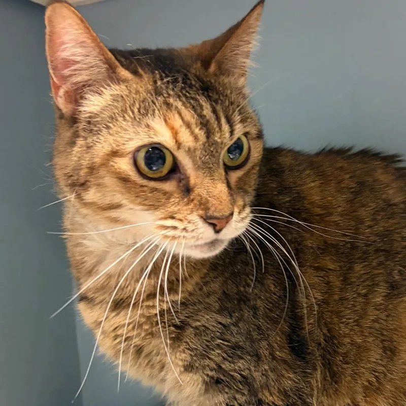 Pumpkin Brulee thumbnail 3