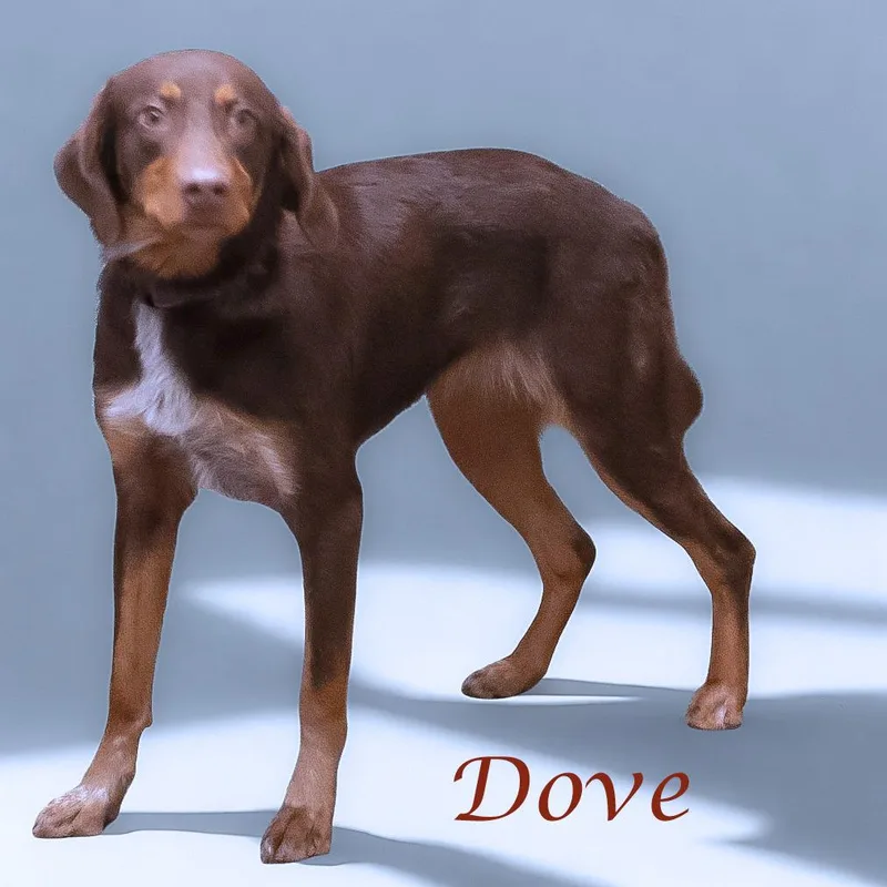 Dove D