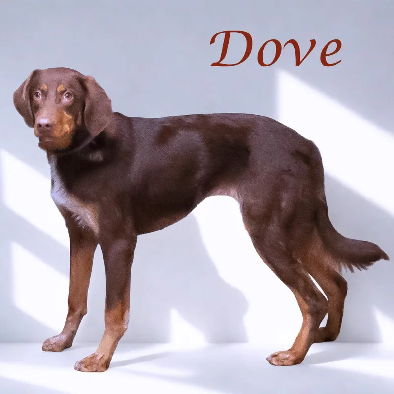 Dove D thumbnail 2