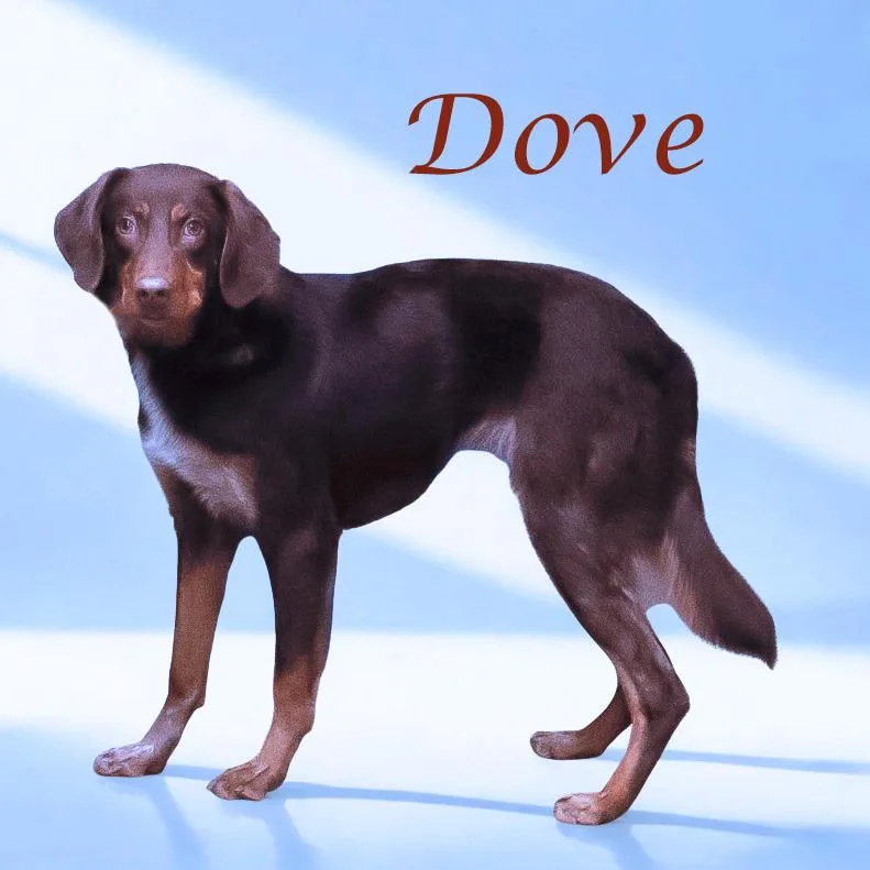 Dove D thumbnail 3