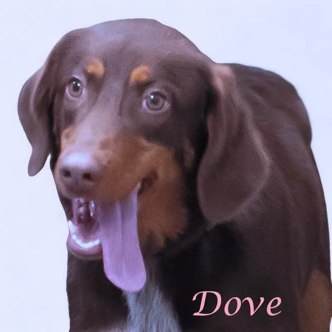 Dove D thumbnail 4