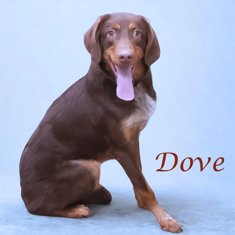 Dove D thumbnail 5