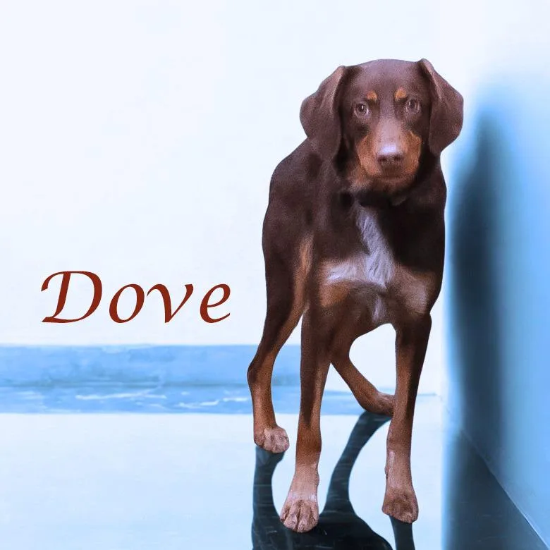 Dove D thumbnail 6