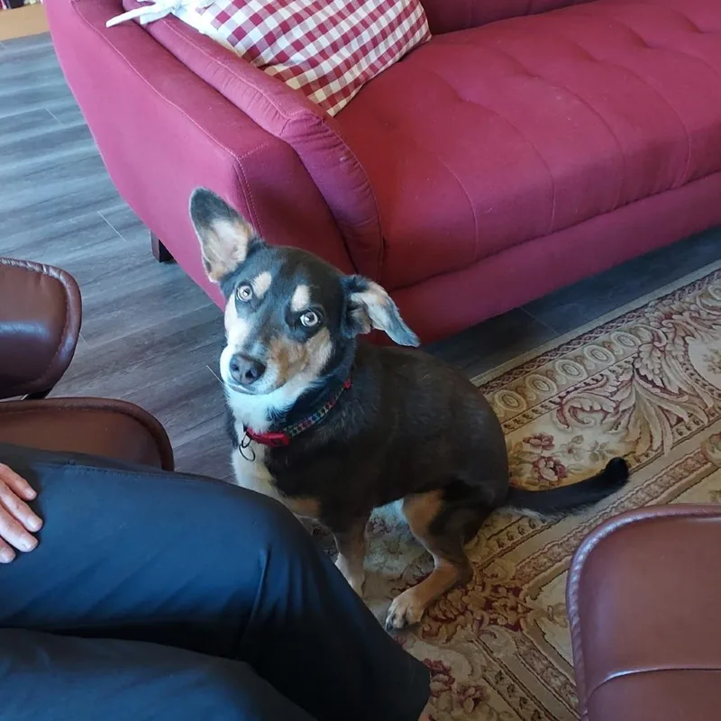 An adult medium-sized female Black Rat Terrier dog named Lucy for adoption in Bend, OR