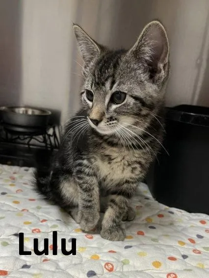 Lulu