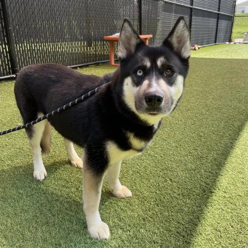 An adult medium-sized female Husky dog named Nala for adoption in Washington Township, OH