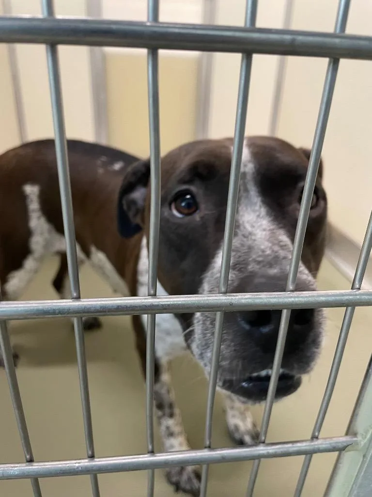 A young large-sized female Mixed Breed dog named Rosie for adoption in Columbia, TN