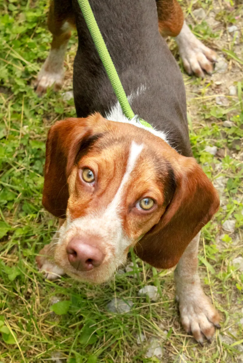 A young small-sized male Red / Chestnut / Orange Beagle dog named Hambone for adoption in Ona, WV