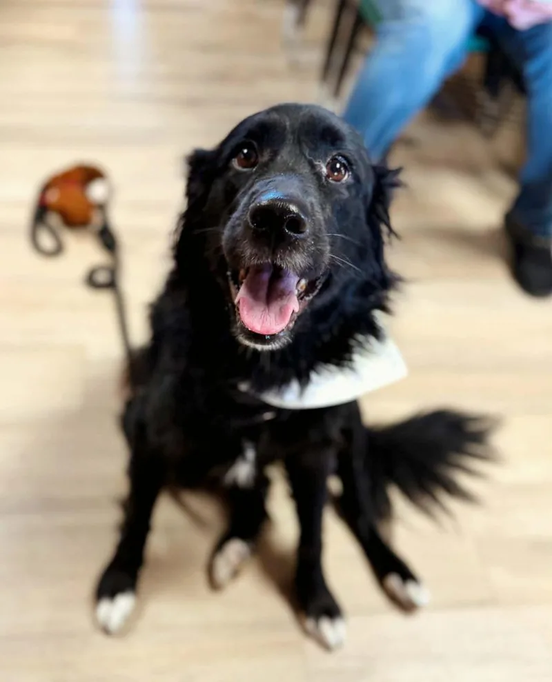 Penelope thumbnail 2