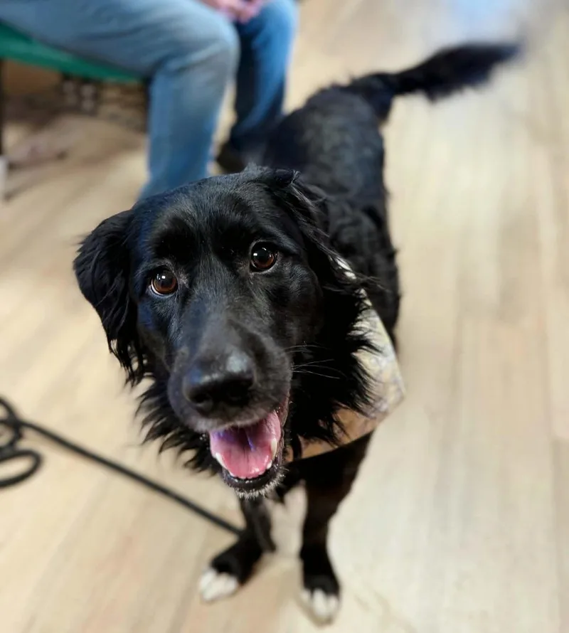 Penelope thumbnail 5