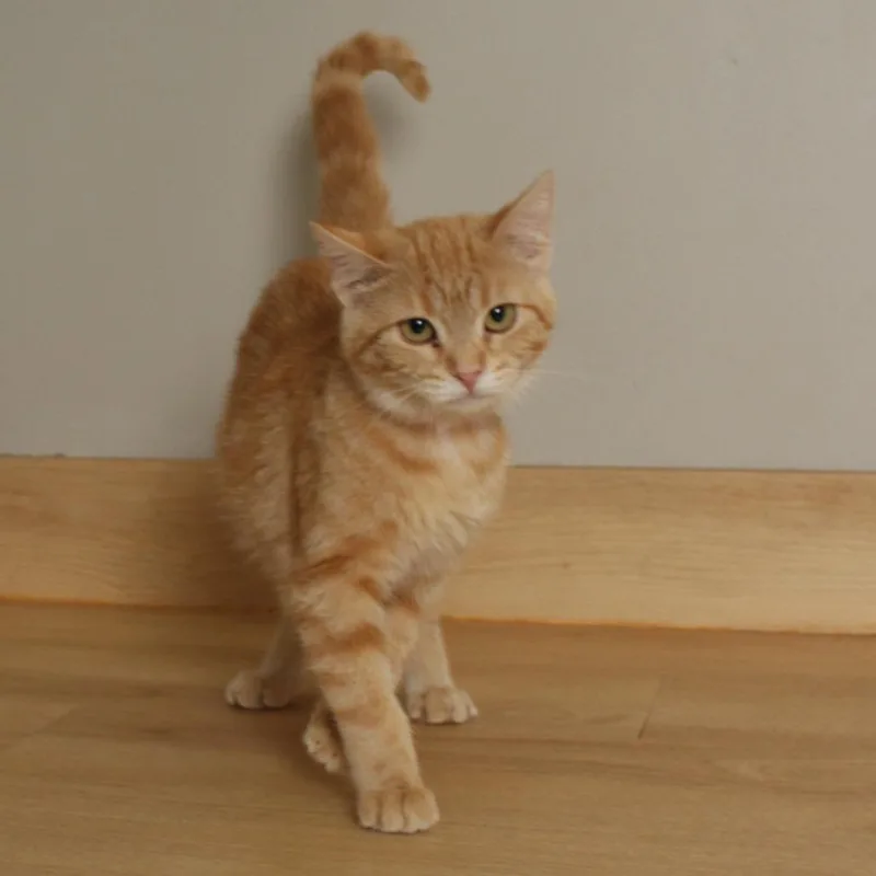 Orange Bear C thumbnail 5