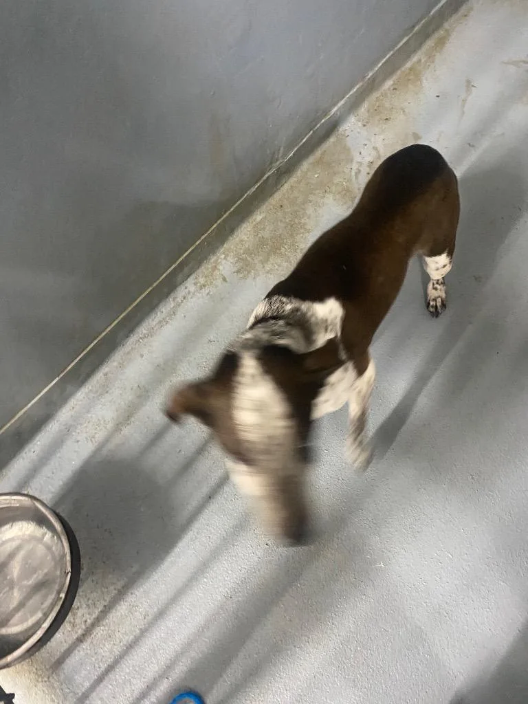 A senior large-sized female Mixed Breed dog named Olivia for adoption in Cartersville , GA