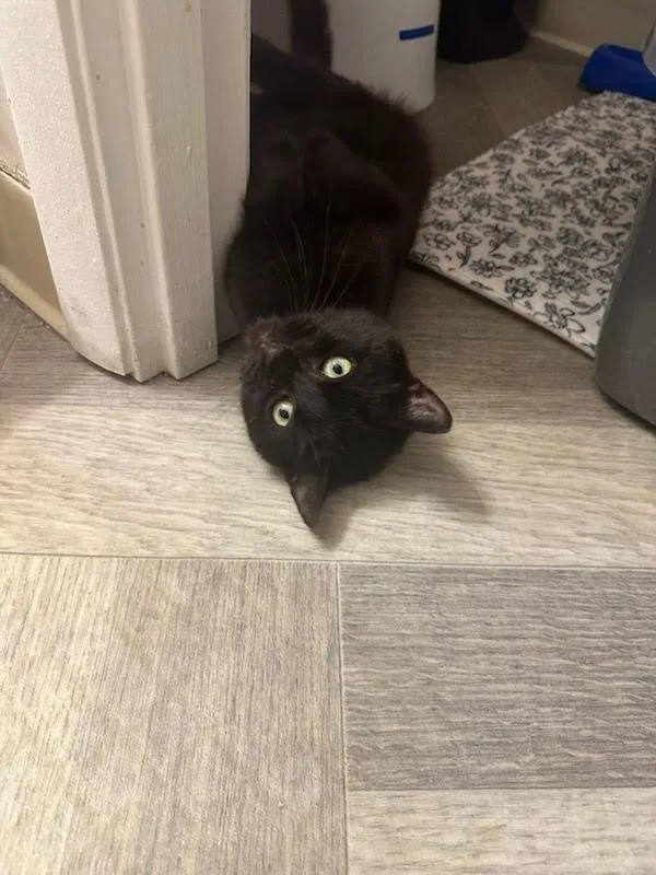 Smithwick thumbnail 3