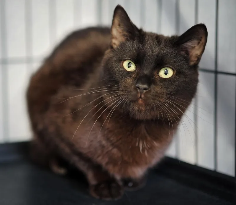 Smithwick thumbnail 4