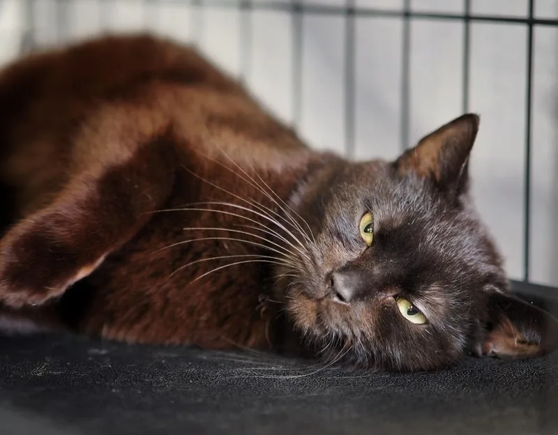 Smithwick thumbnail 5