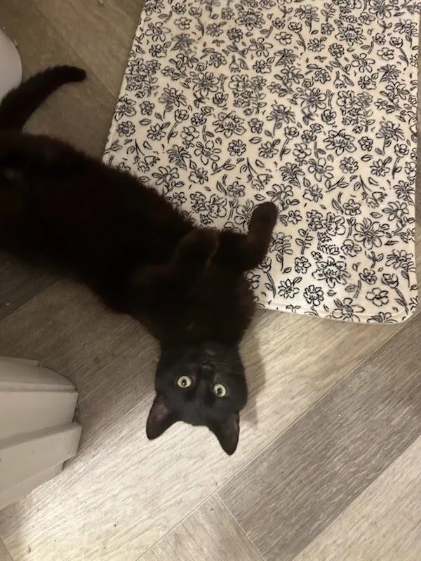 Smithwick thumbnail 6