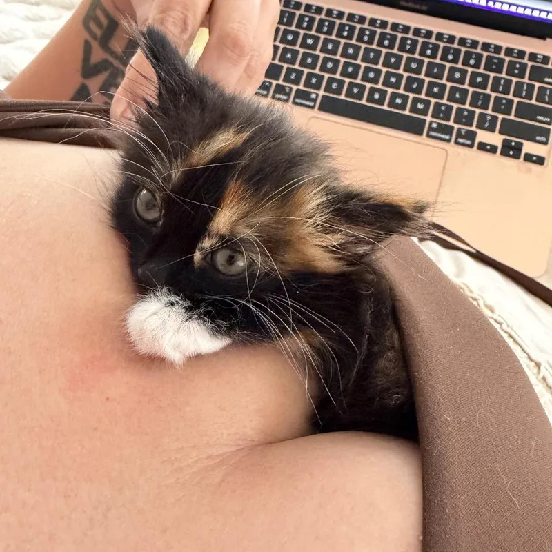 Gizmo thumbnail 3