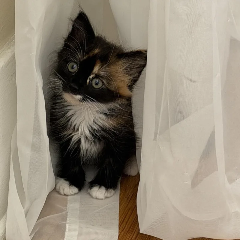 Gizmo thumbnail 5