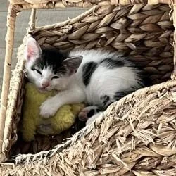A baby small-sized male White Domestic Short Hair cat named Beyonce for adoption in San Antonio, TX
